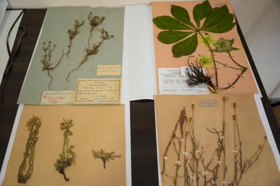 თბილისის სახელმწიფო სამედიცინო უნივერსიტეტი